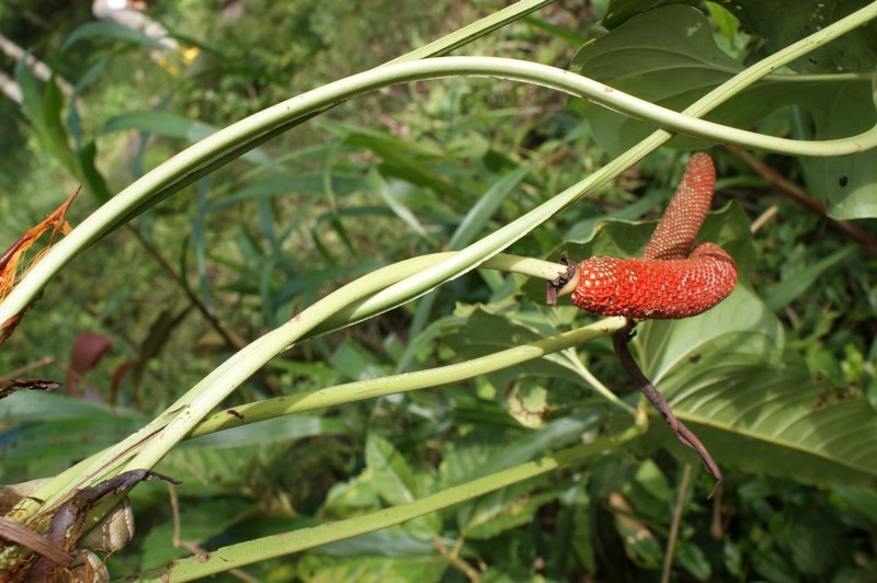 Anthurium herthae photo 2