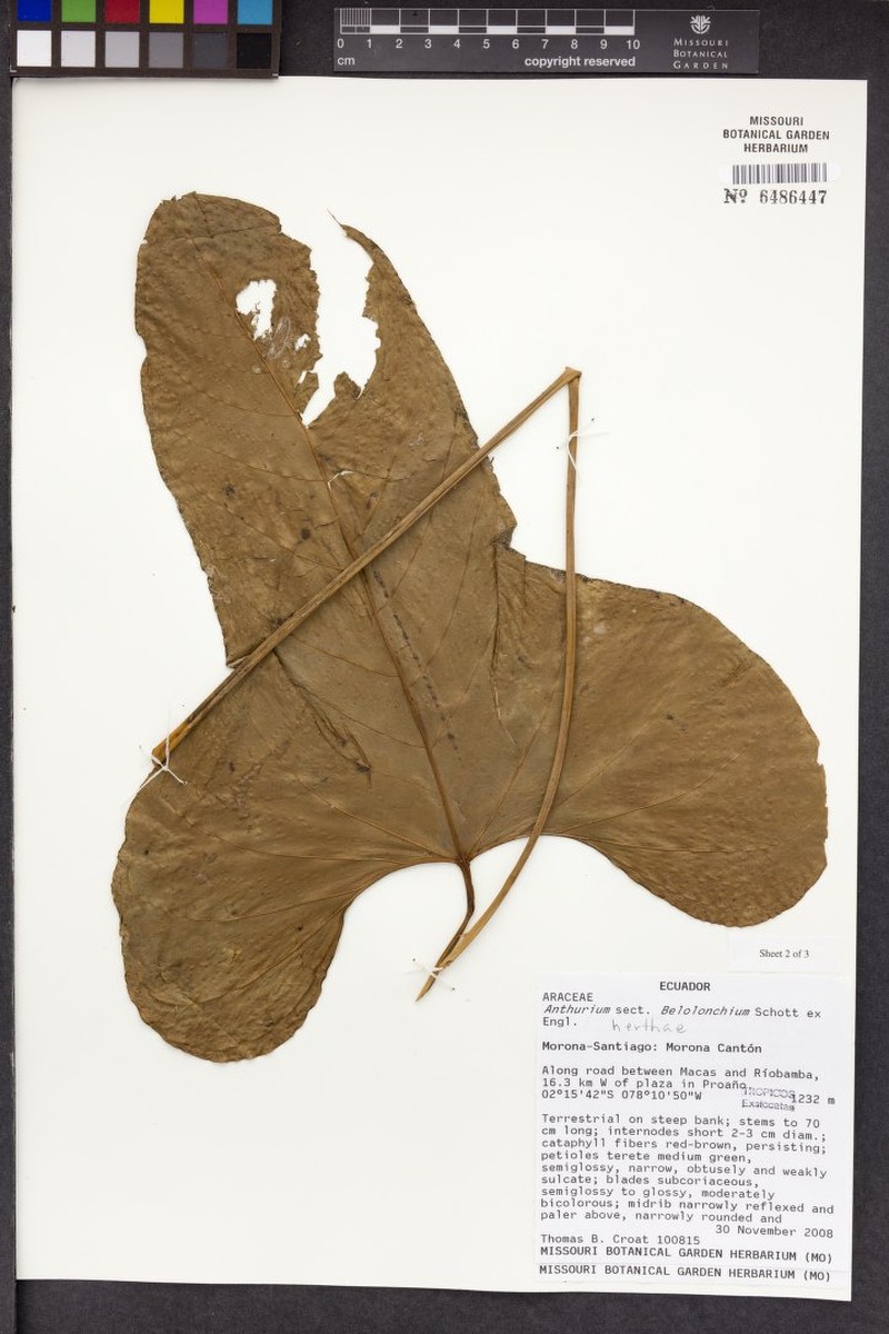 Anthurium herthae photo 3