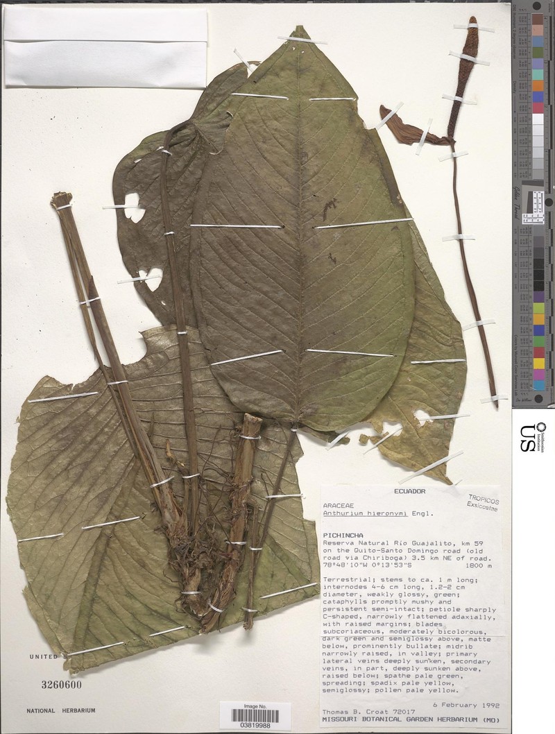 Anthurium hieronymi
