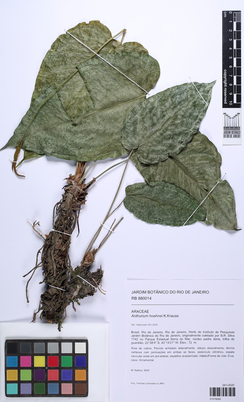 Anthurium hoehnei photo 2
