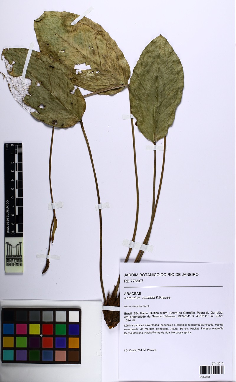 Anthurium hoehnei photo 3