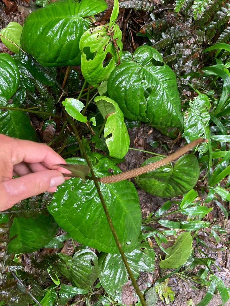 Anthurium hoehnei photo 4