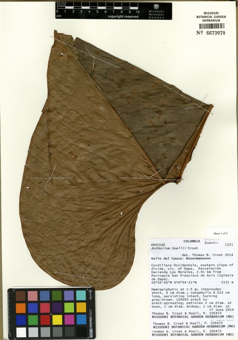 Anthurium hoellii
