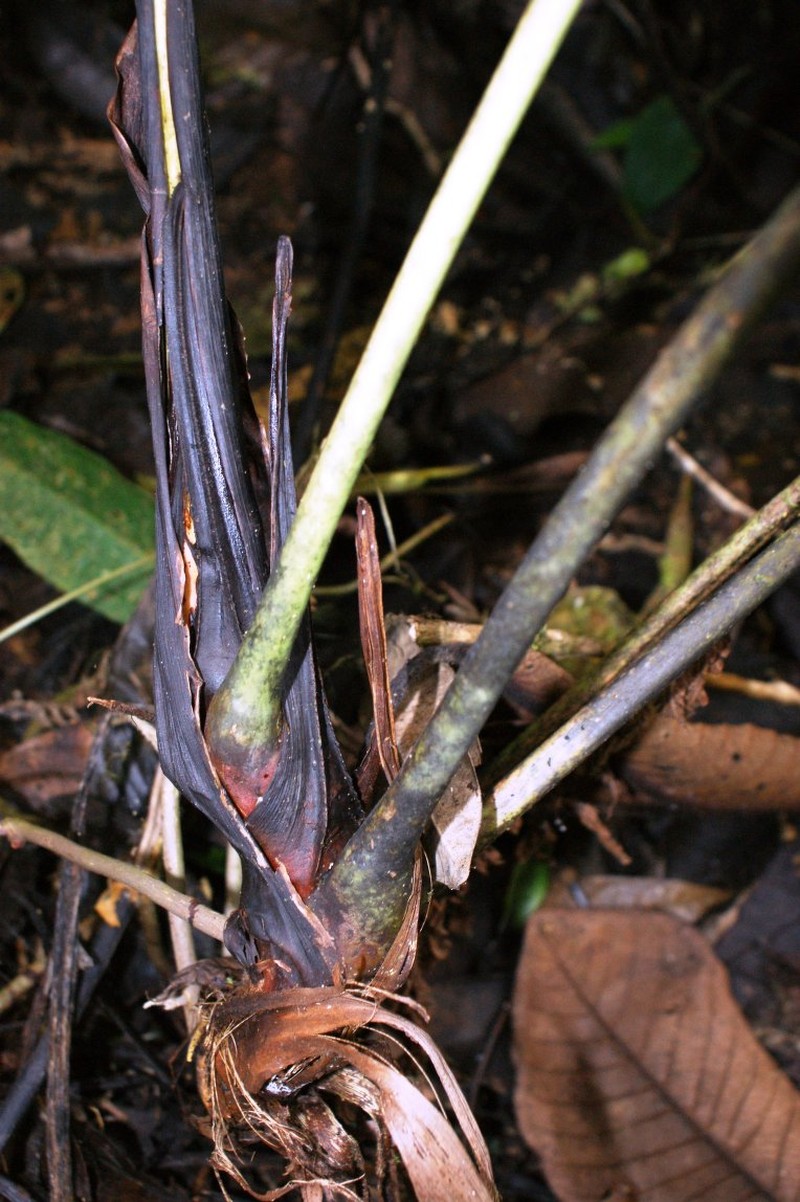 Anthurium hoellii photo 2