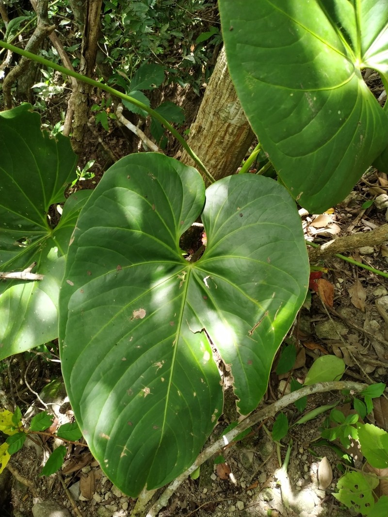 Anthurium hoffmannii