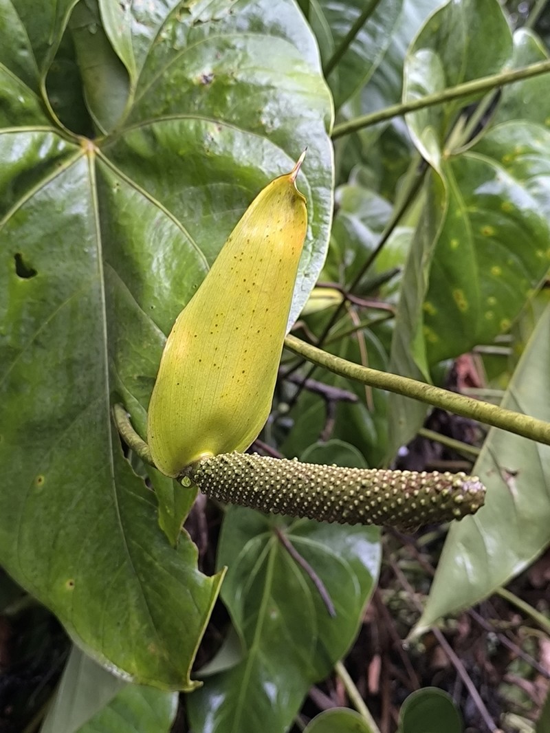 Anthurium hoffmannii photo 2