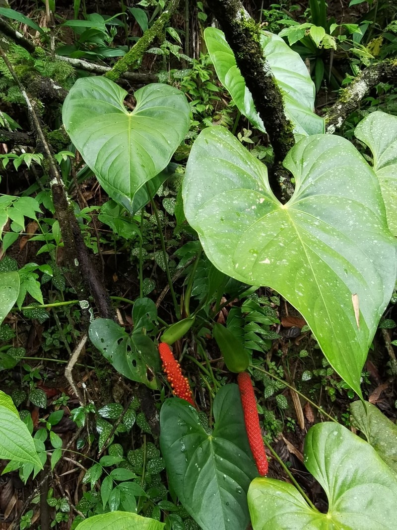 Anthurium hoffmannii photo 3