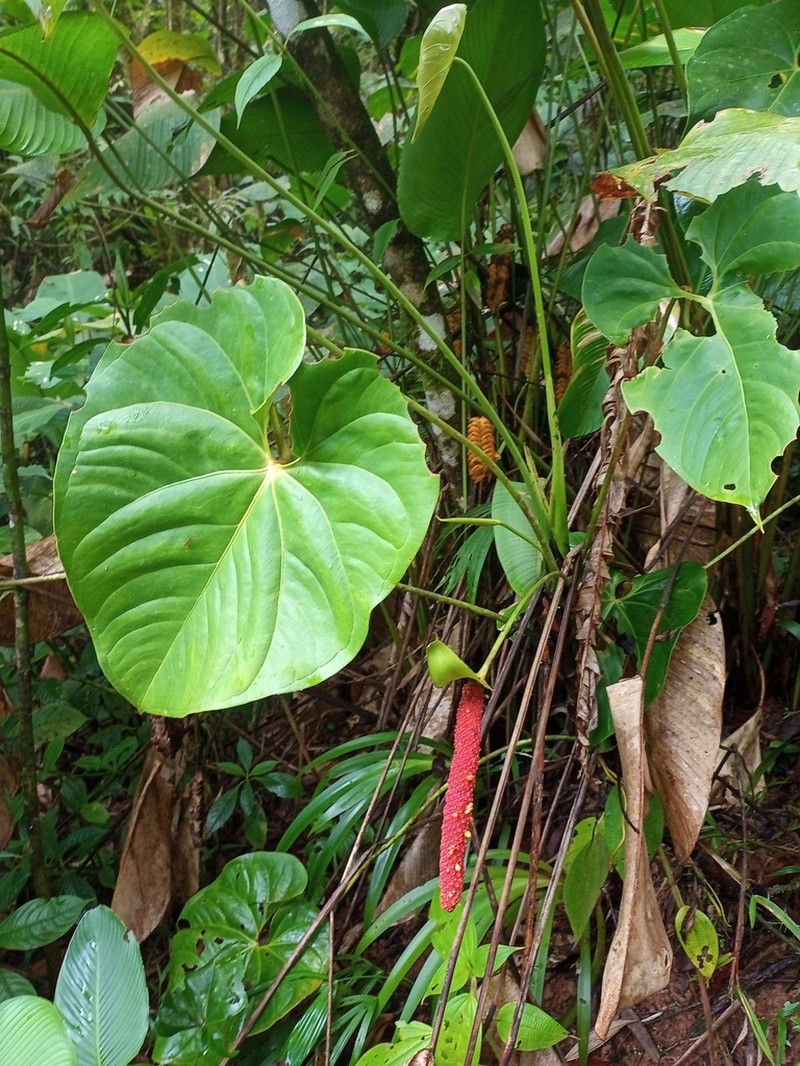 Anthurium hoffmannii photo 4