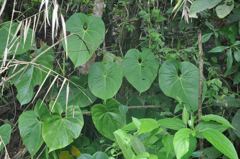 Anthurium hoffmannii photo 5