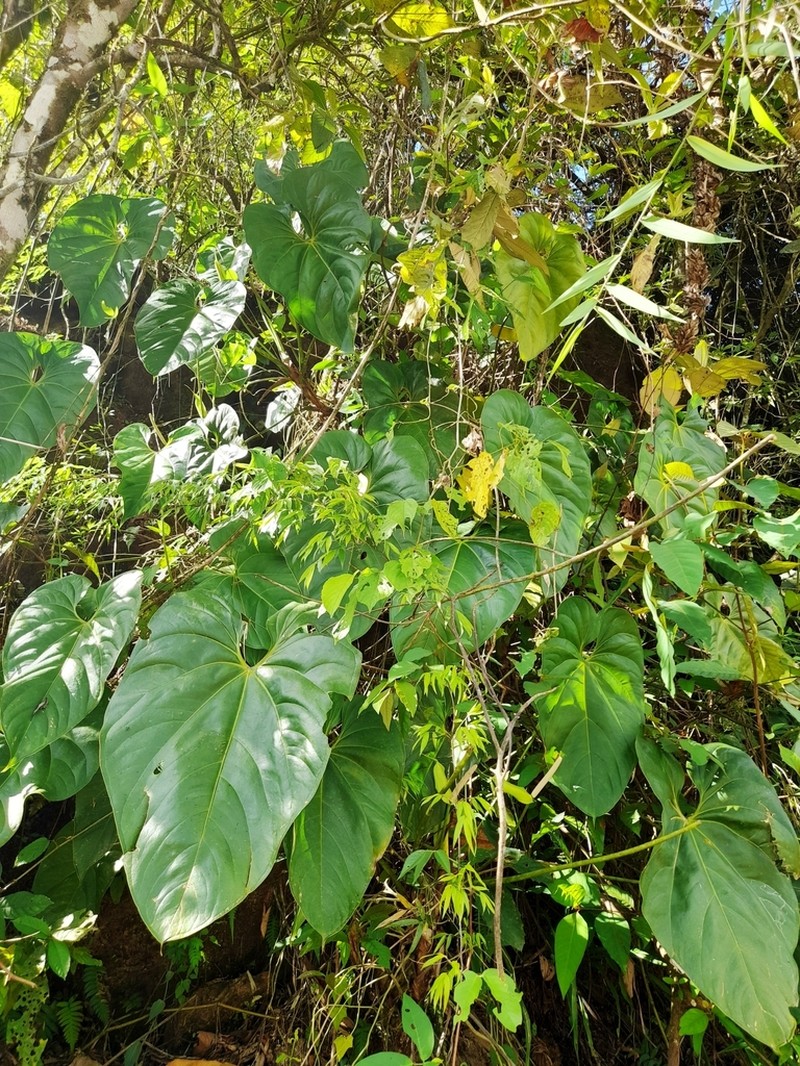 Anthurium hoffmannii photo 6