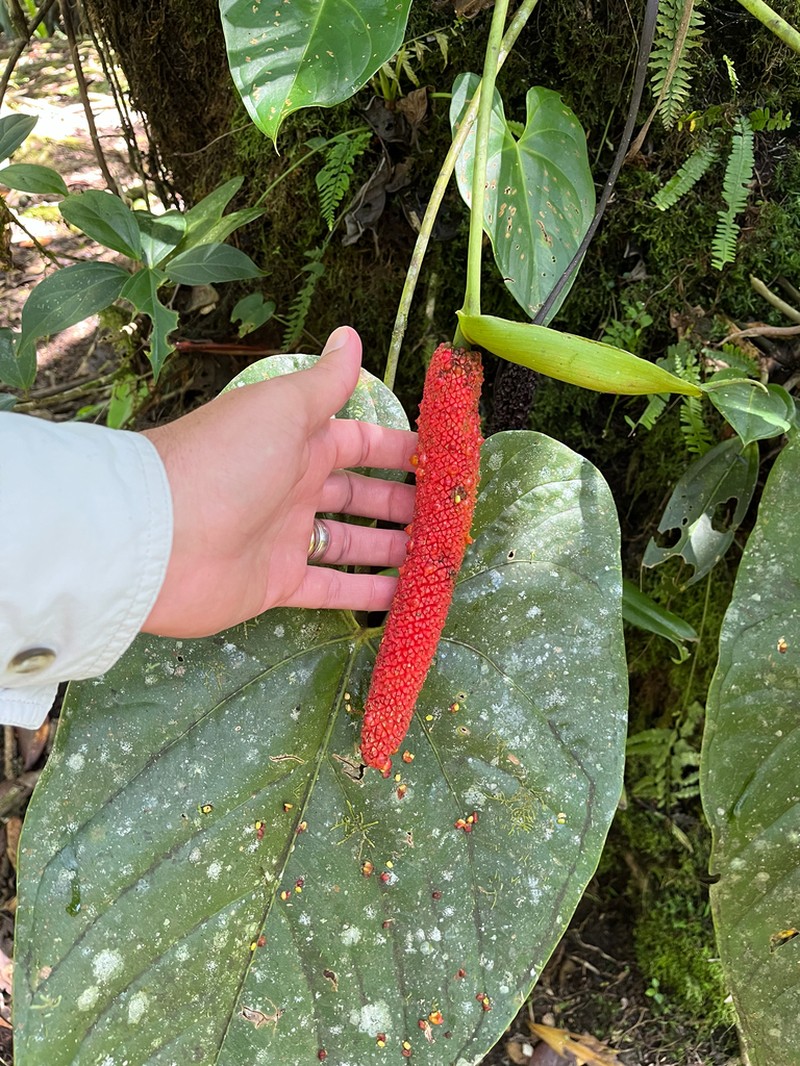Anthurium hoffmannii photo 7