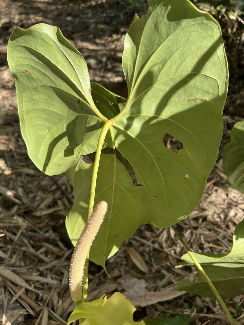 Anthurium hoffmannii photo 8