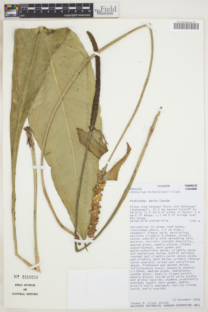 Anthurium holm-nielsenii