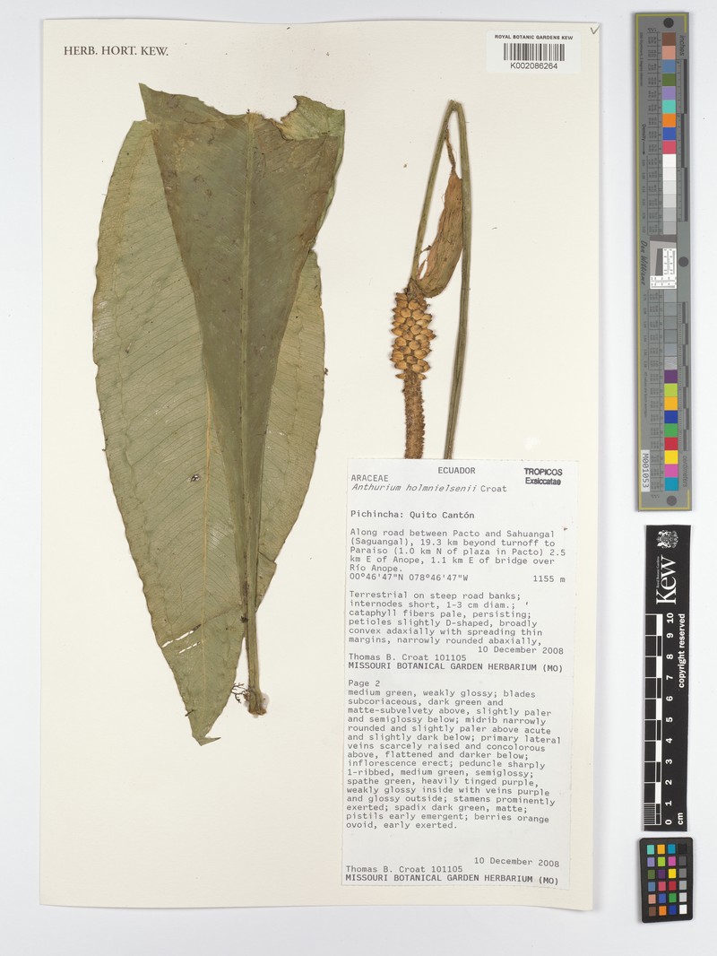 Anthurium holm-nielsenii photo 3