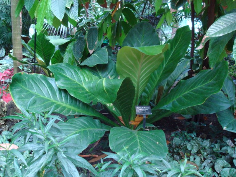 Anthurium hookeri