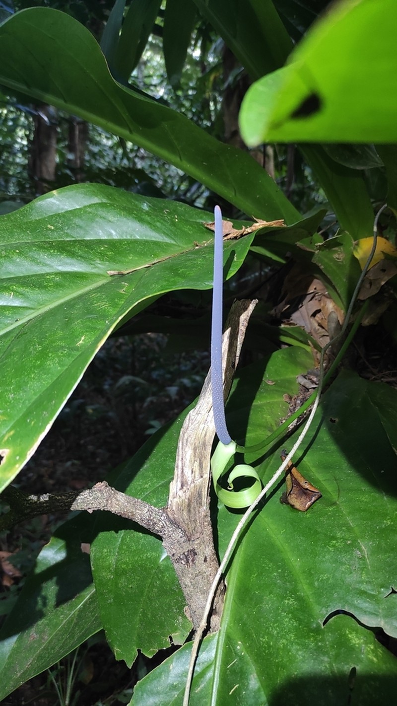 Anthurium hookeri photo 2