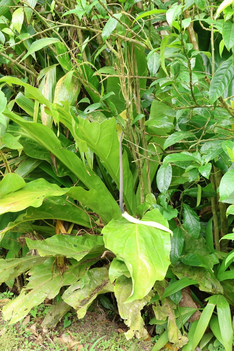 Anthurium hookeri photo 3