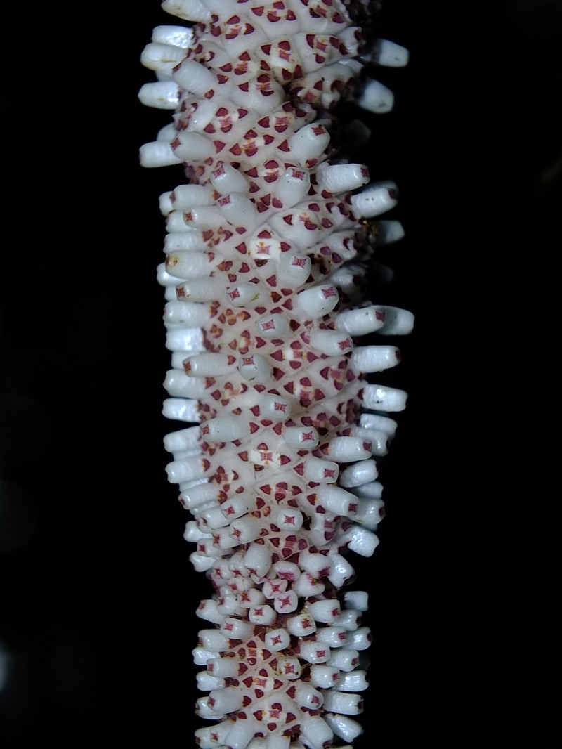 Anthurium hookeri photo 4