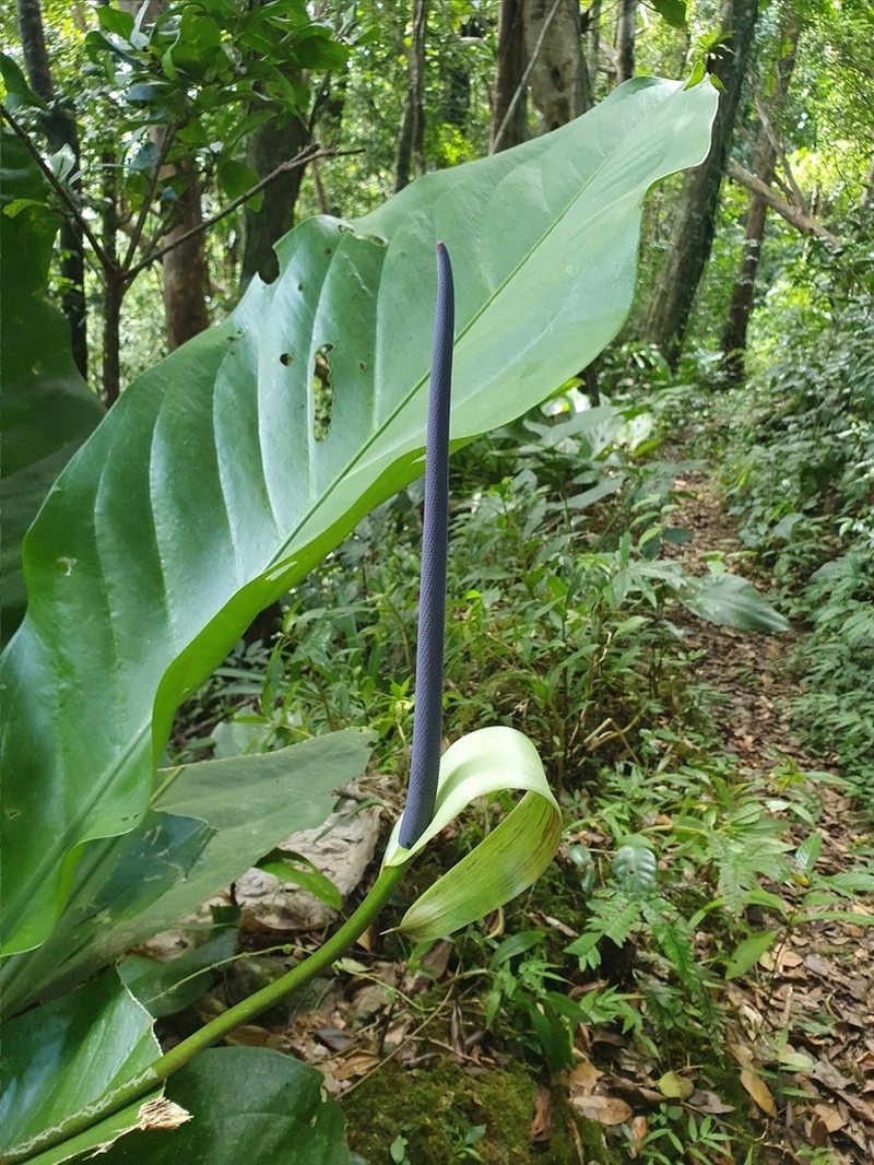 Anthurium hookeri photo 5