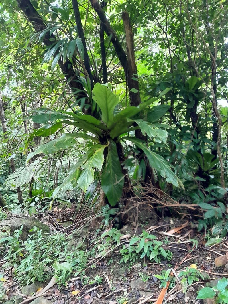 Anthurium hookeri photo 6