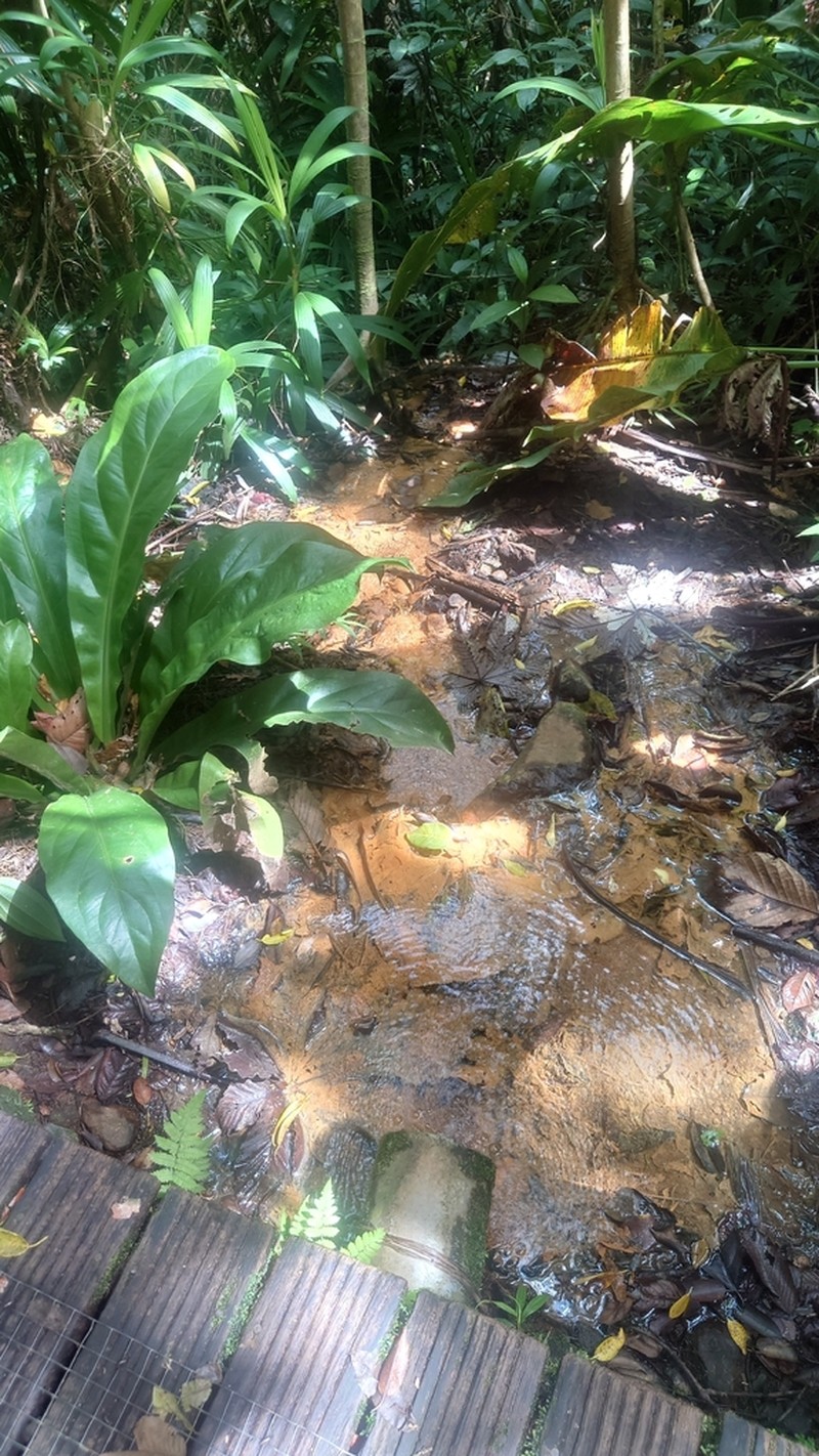 Anthurium hookeri photo 7