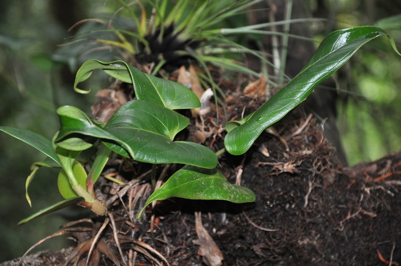 Anthurium hornitense