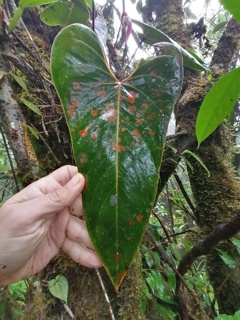 Anthurium hornitense photo 2