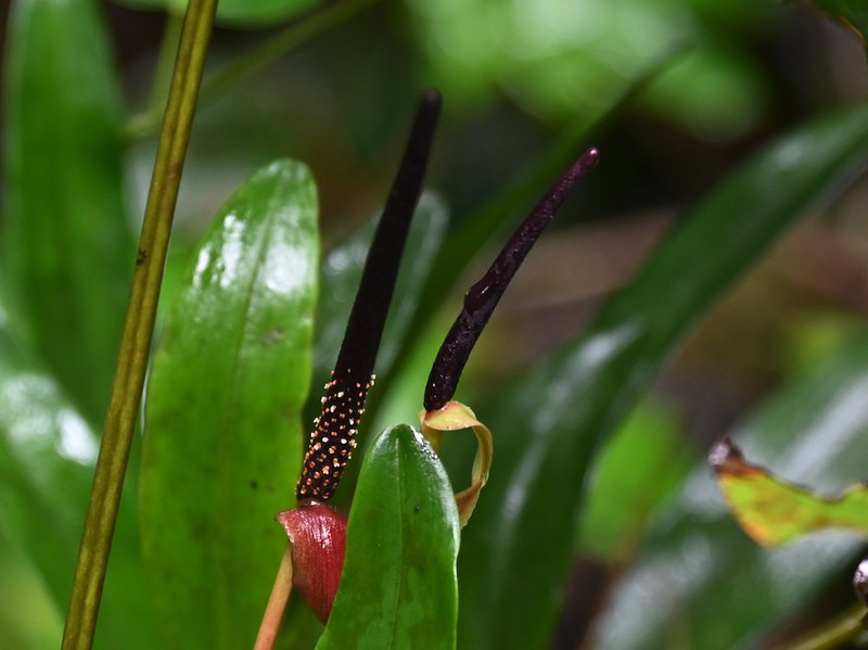 Anthurium hornitense photo 3
