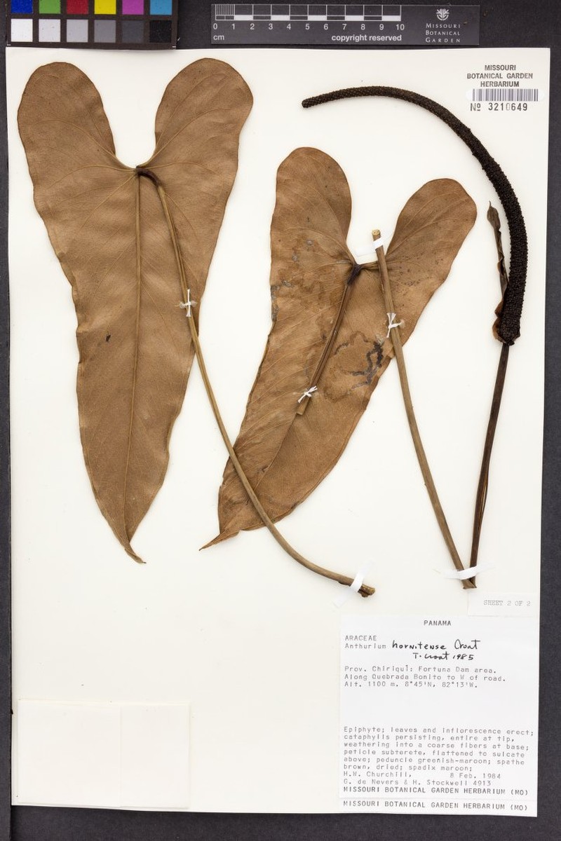 Anthurium hornitense photo 4