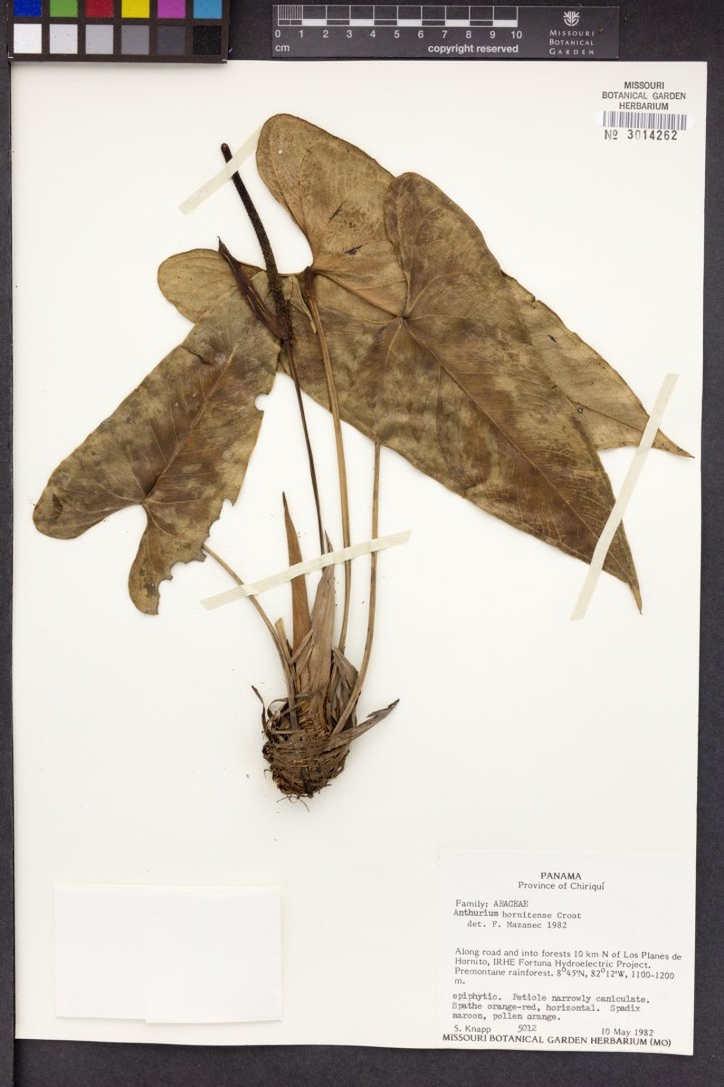 Anthurium hornitense photo 5