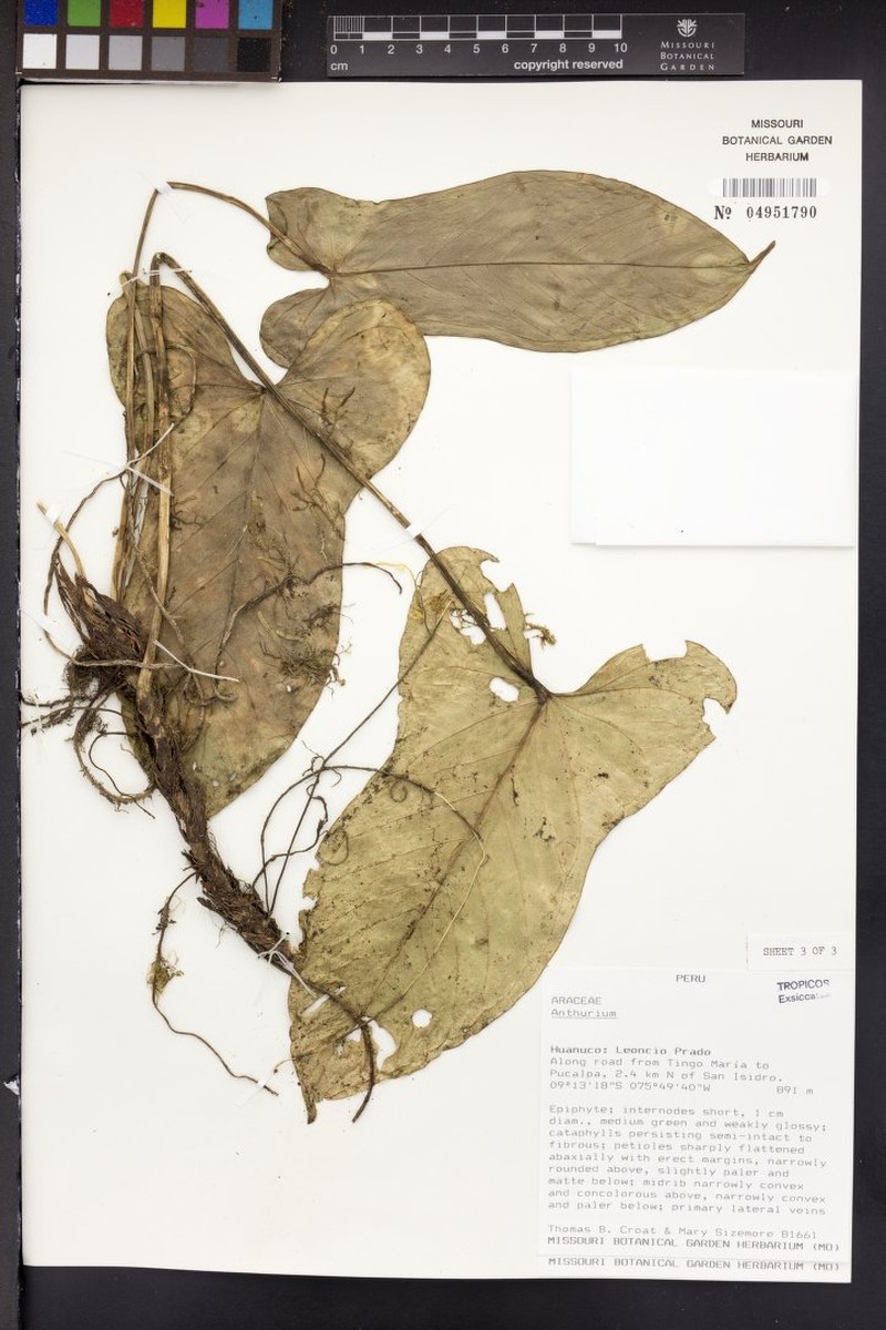 Anthurium huallagense