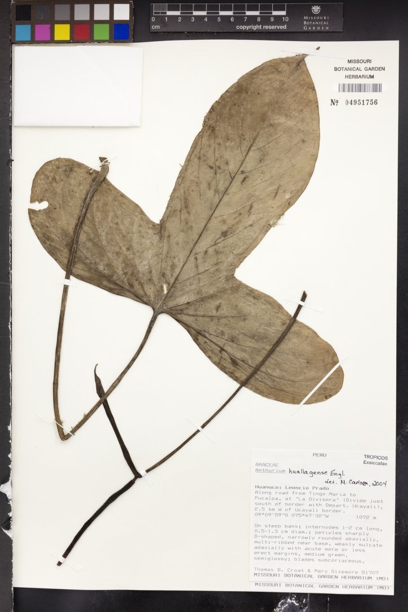 Anthurium huallagense photo 2