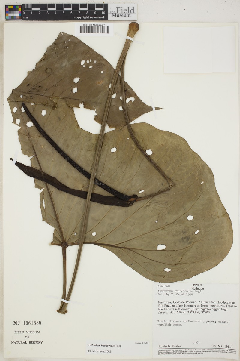Anthurium huallagense photo 3