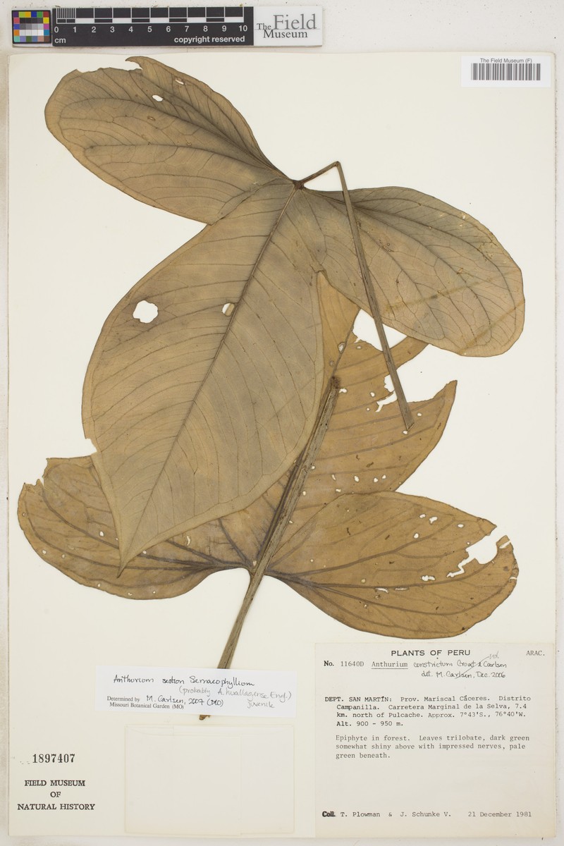 Anthurium huallagense photo 4