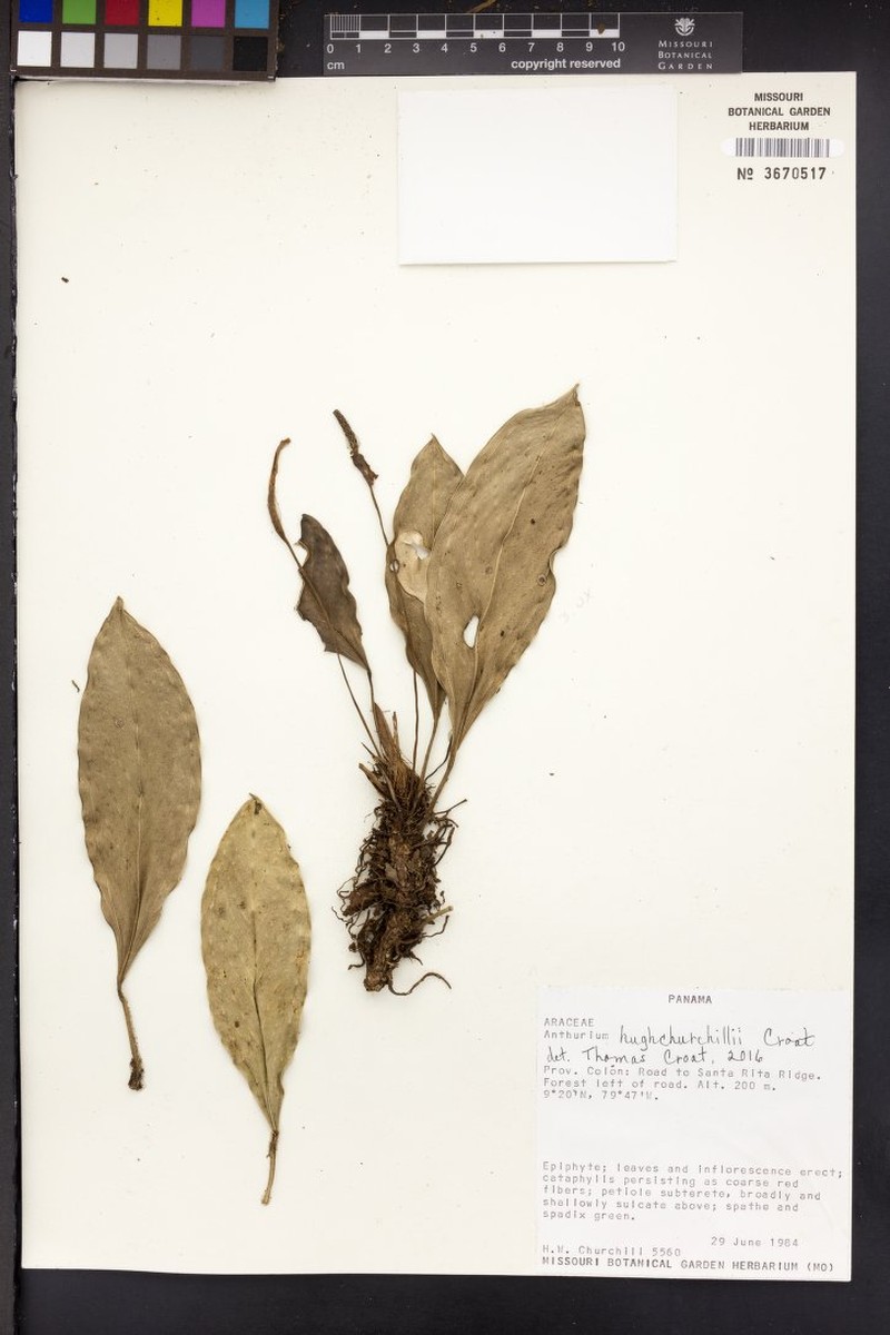 Anthurium hughchurchillii
