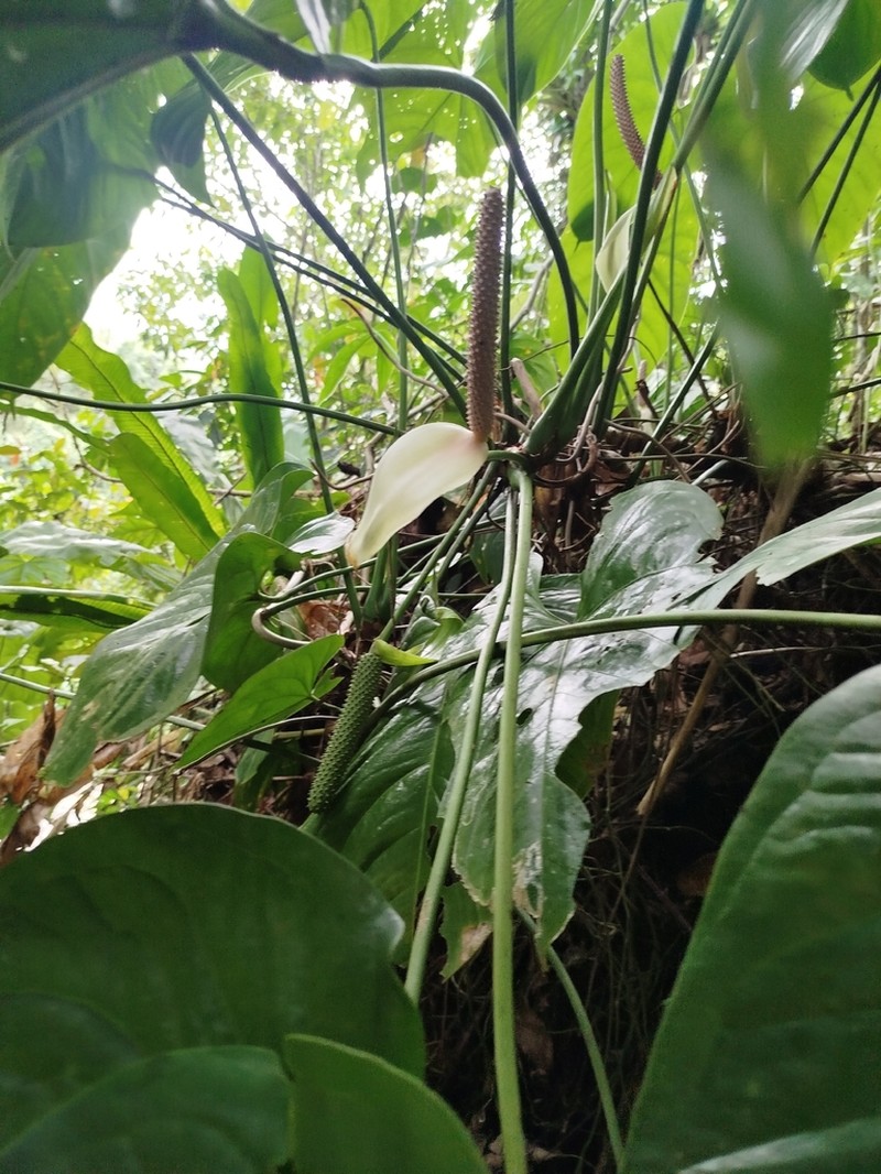Anthurium huixtlense