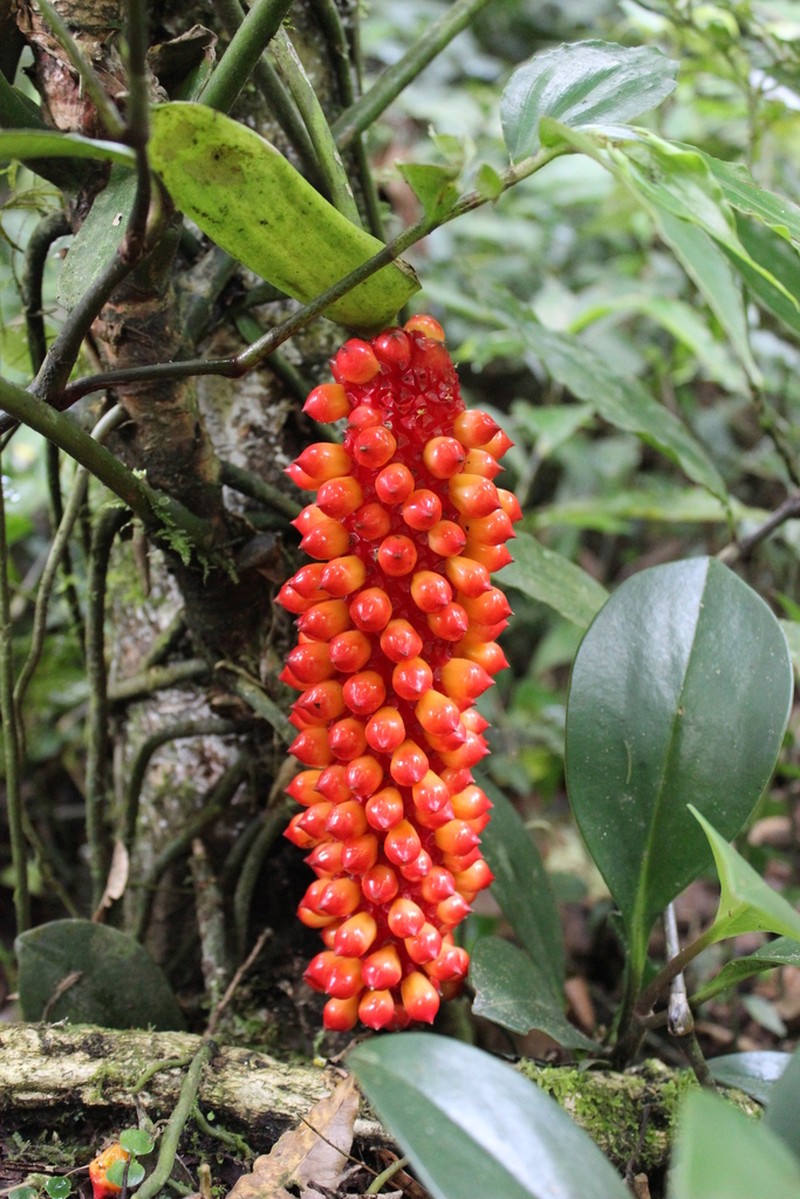 Anthurium huixtlense photo 2