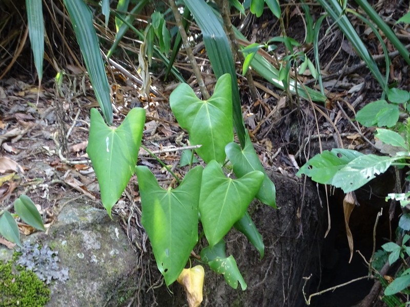 Anthurium huixtlense photo 3