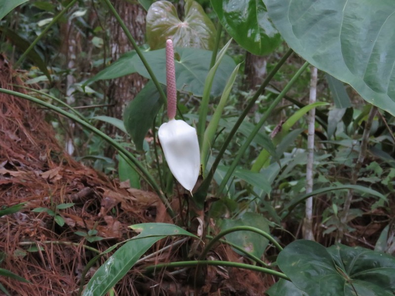 Anthurium huixtlense photo 4
