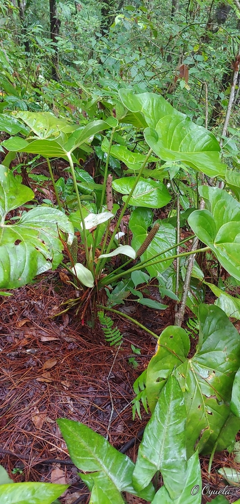 Anthurium huixtlense photo 5