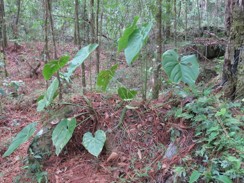 Anthurium huixtlense photo 6