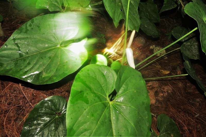Anthurium huixtlense photo 8