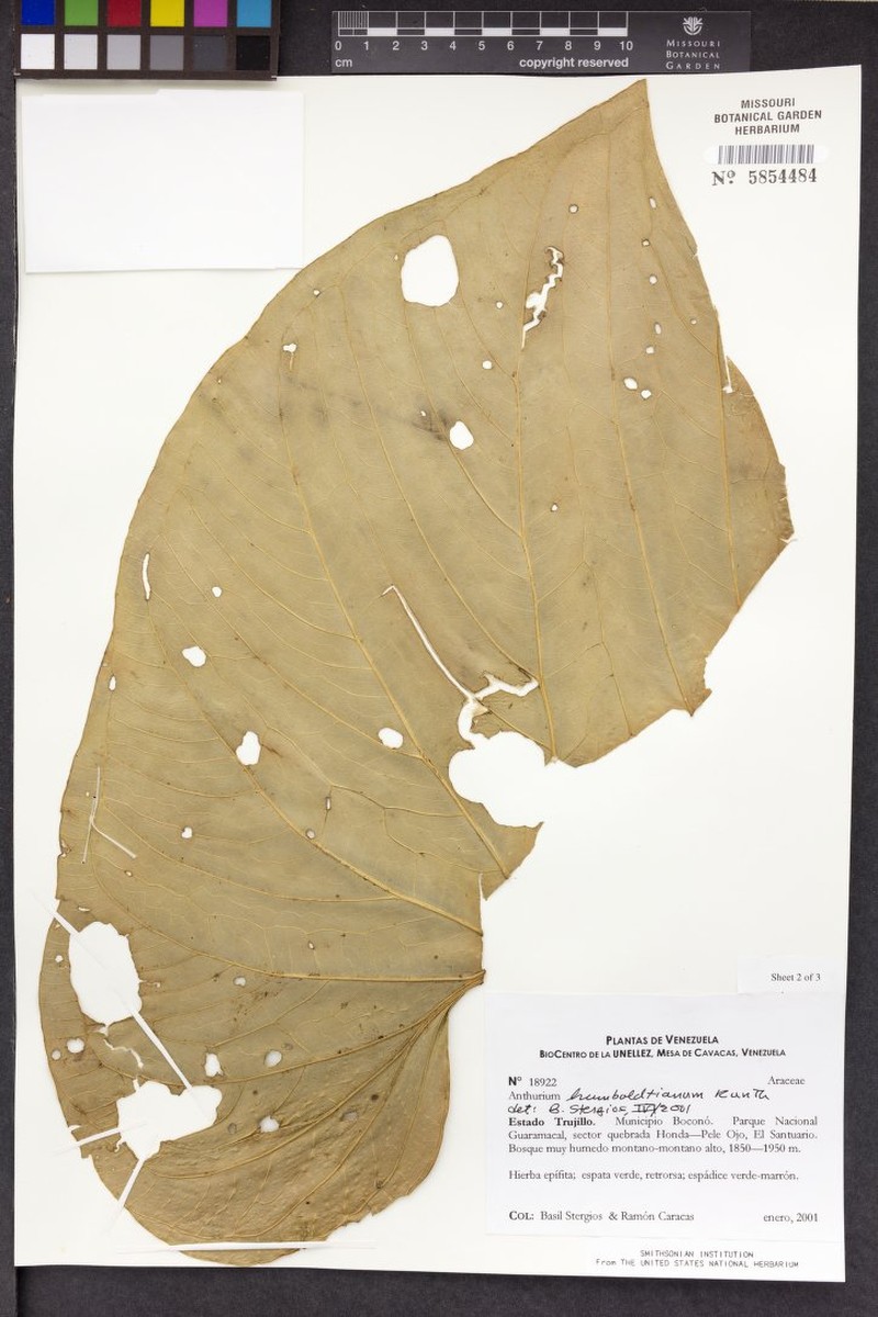Anthurium humboldtianum