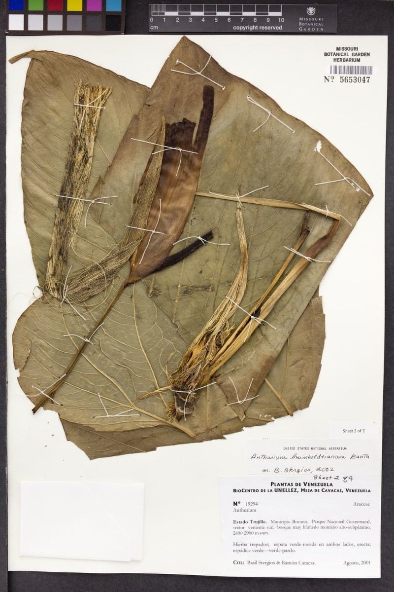 Anthurium humboldtianum photo 2