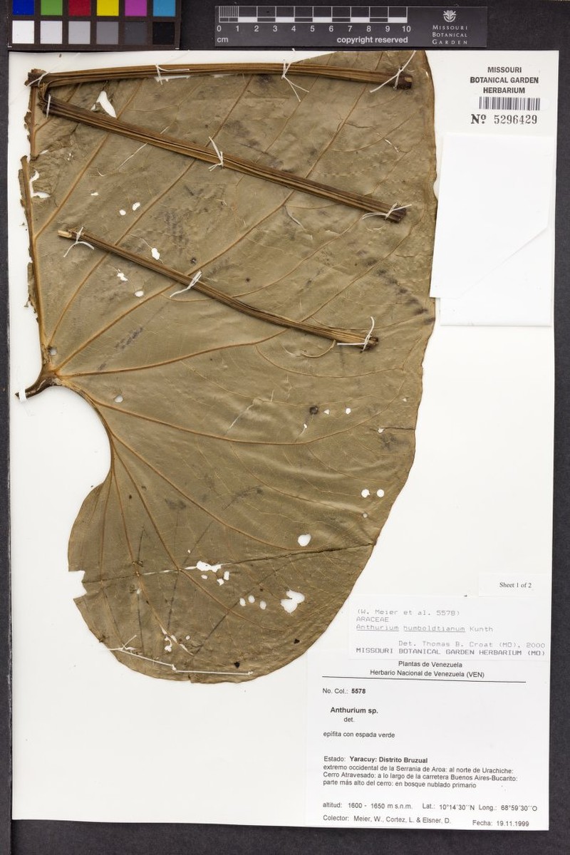 Anthurium humboldtianum photo 3
