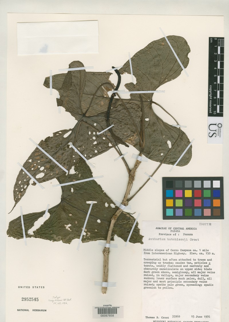 Anthurium hutchisonii