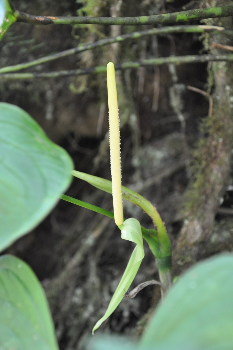 Anthurium hutchisonii photo 2