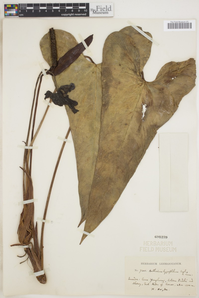 Anthurium hygrophilum photo 3