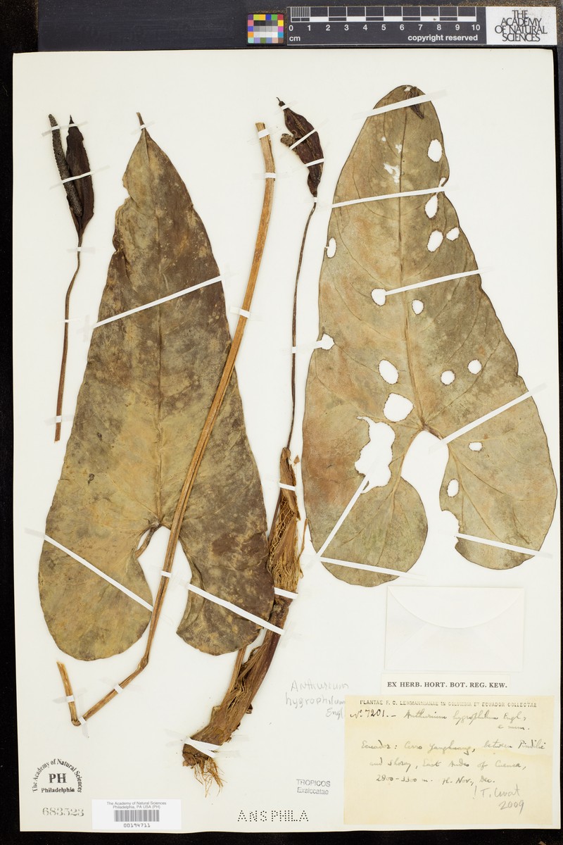 Anthurium hygrophilum