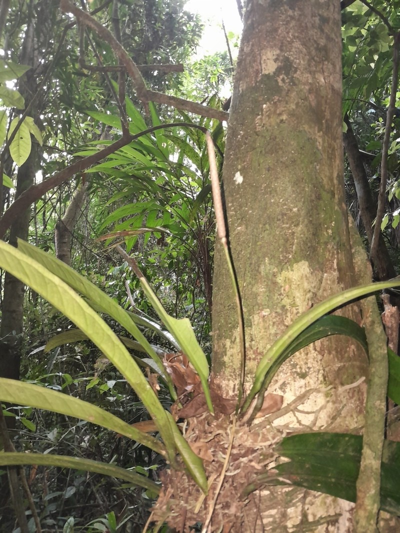 Anthurium ianthinopodum